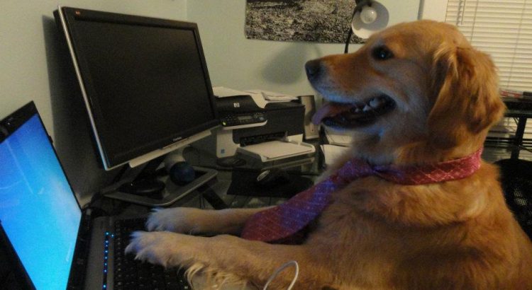 dog on a computer